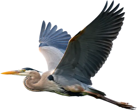 Blue heron in flight
